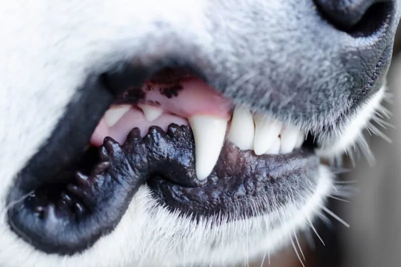How to Stop & Prevent Periodontal Disease in Dogs