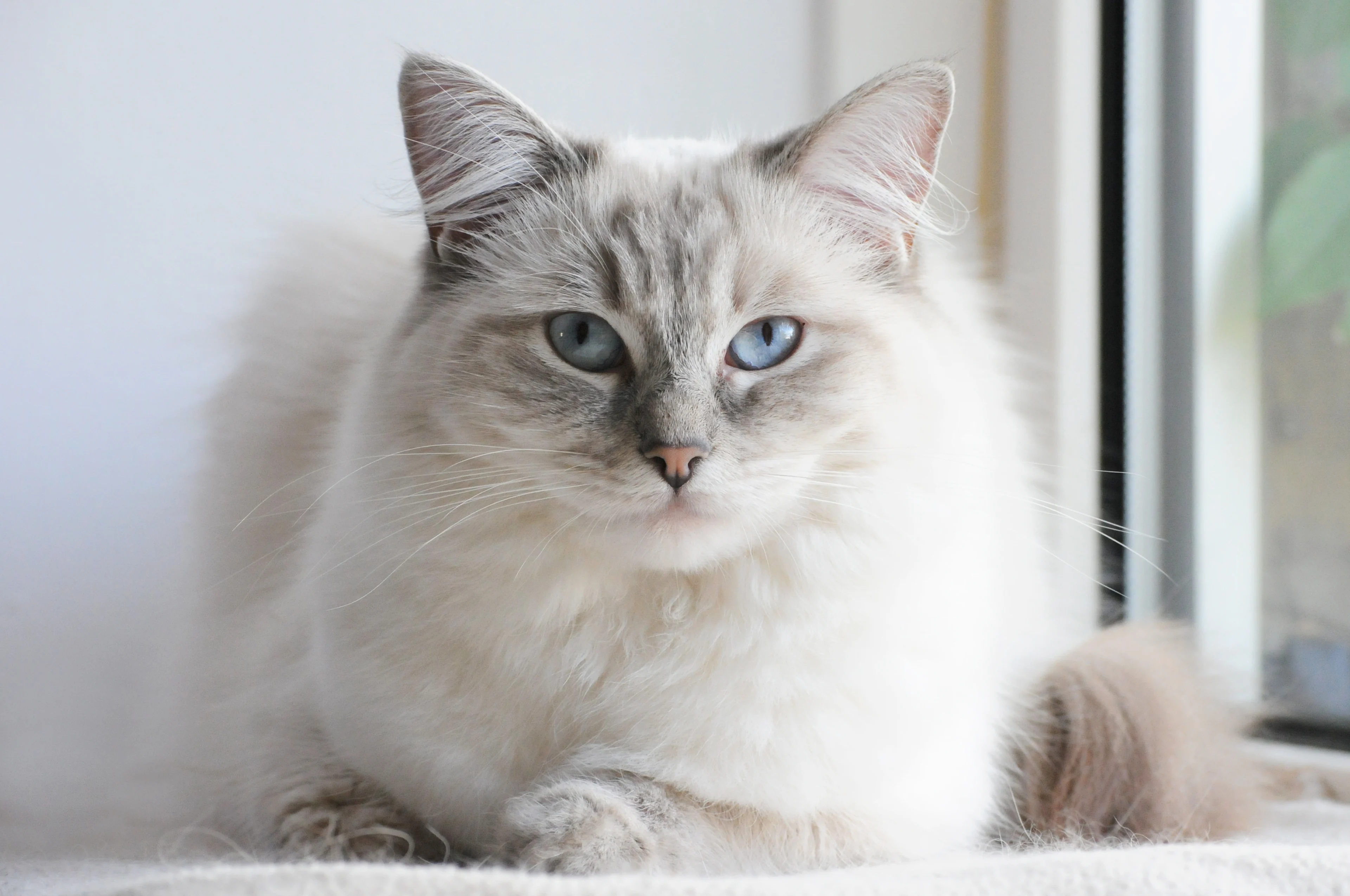 Ragdoll, Brookhaven Vets