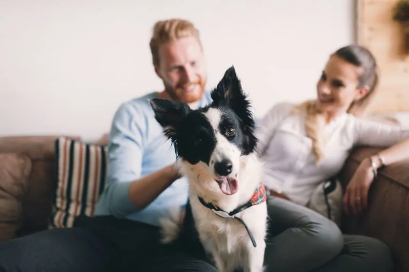 Can acupuncture help my pet feel better?