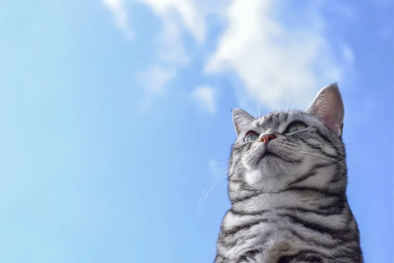 Ear Mites in Cats: Causes, Treatment & Prevention
