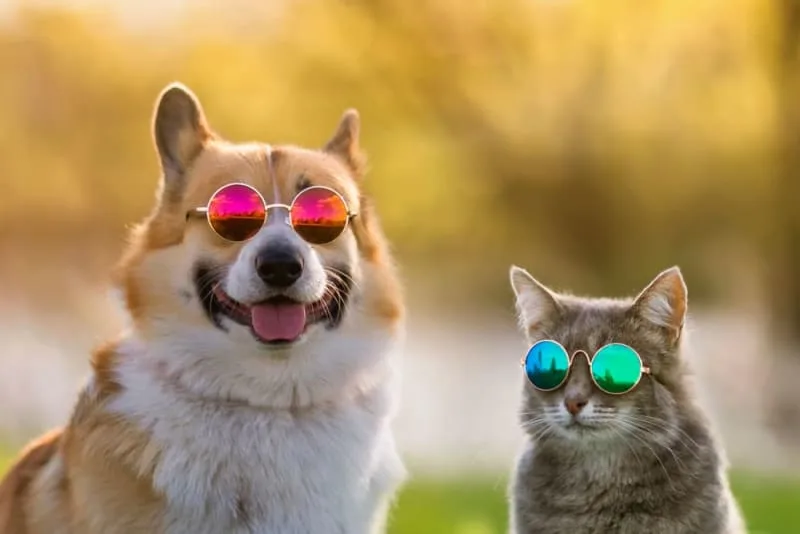 Heatstroke in Pets: Treatment & Prevention