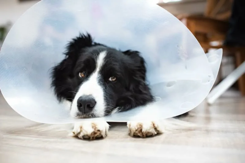 Cranial Cruciate Ligament (CCL) Surgery in Dogs