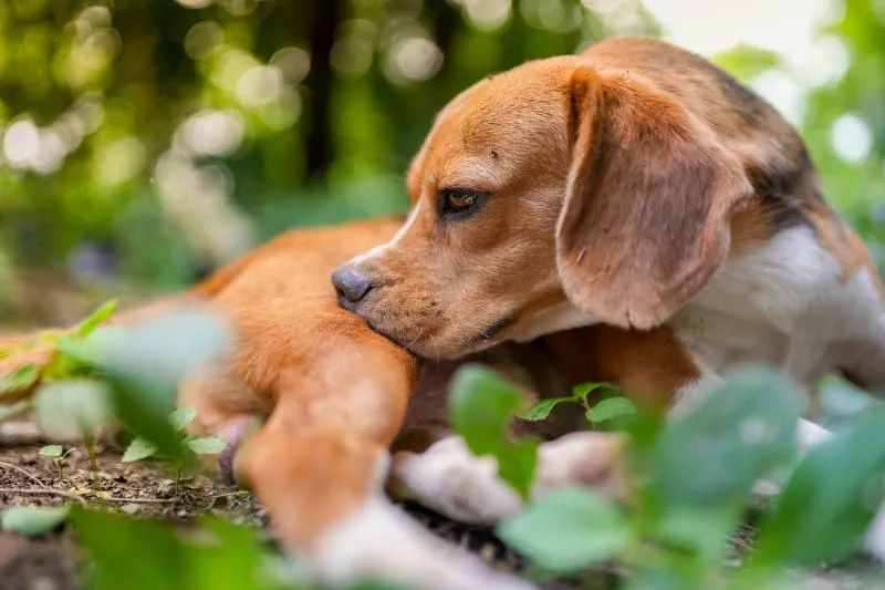 Dandruff in Dogs: Causes & Treatment