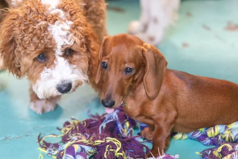 Benefits of Boarding Pets