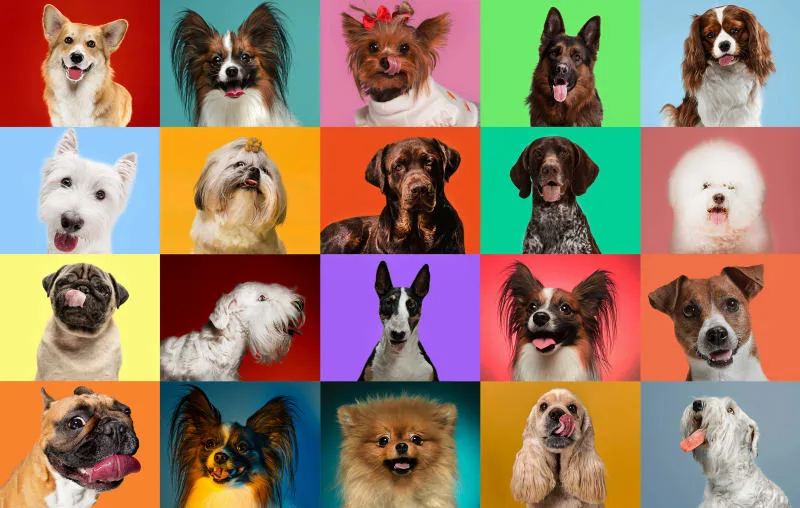 What are the best dog breeds for families?