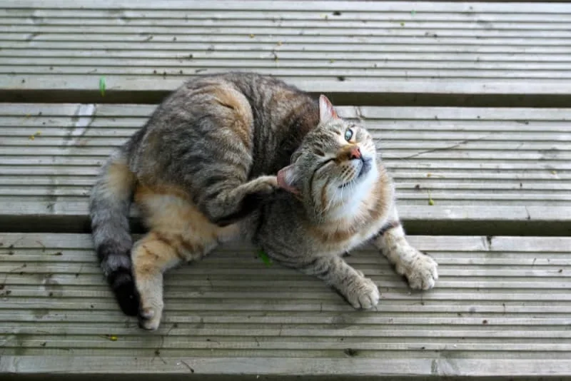Ear Mites in Cats: Causes, Treatment & Prevention