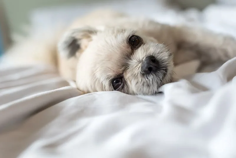 Signs a Dog is In Pain