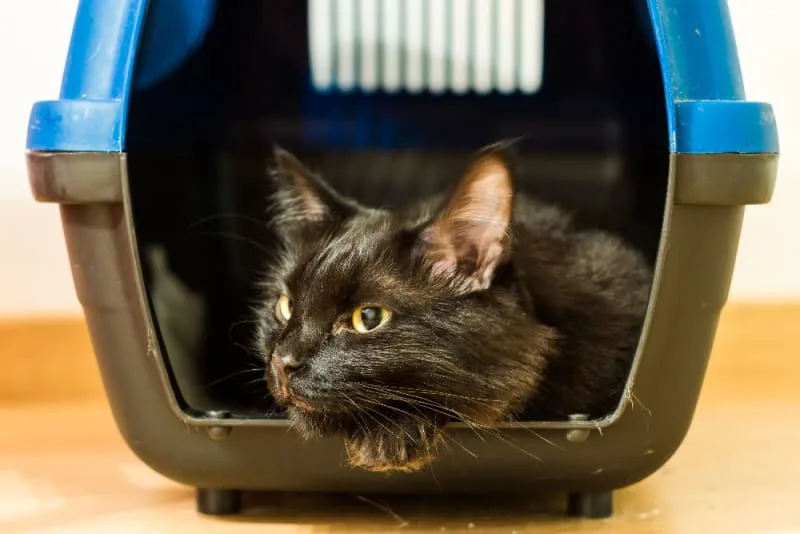 How to Travel With a Cat: Tips for a low-stress trip