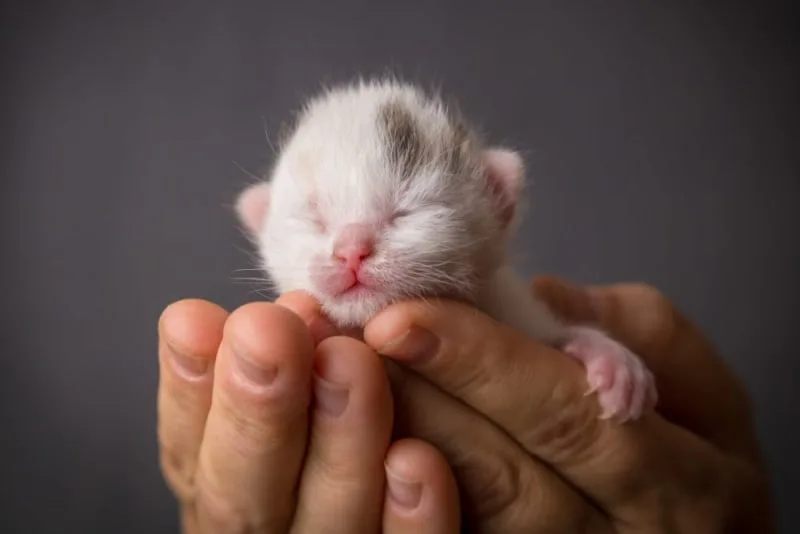When Do Newborn Kittens Open Their Eyes?