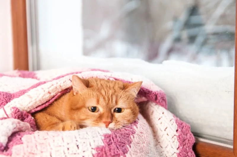 Heartworm Disease in Cats