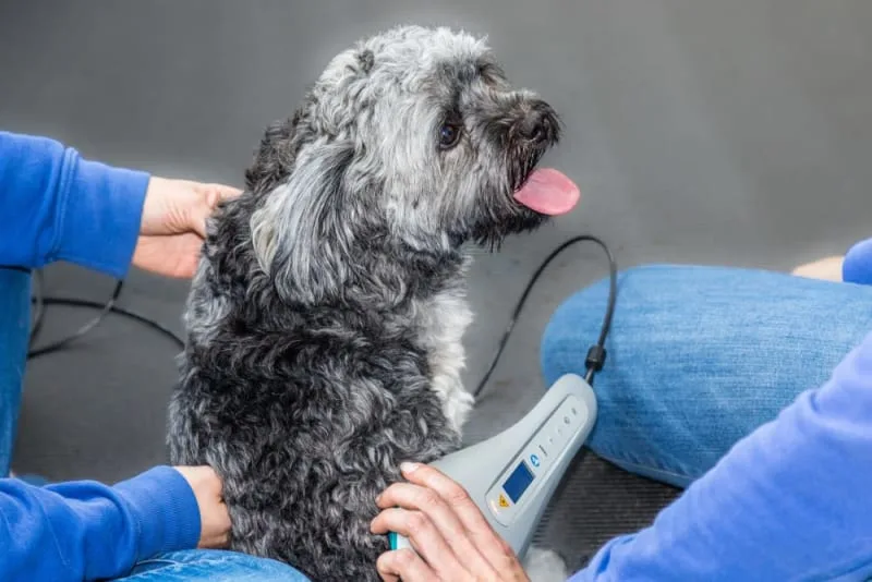 Benefits of Cold Laser Therapy For Dogs