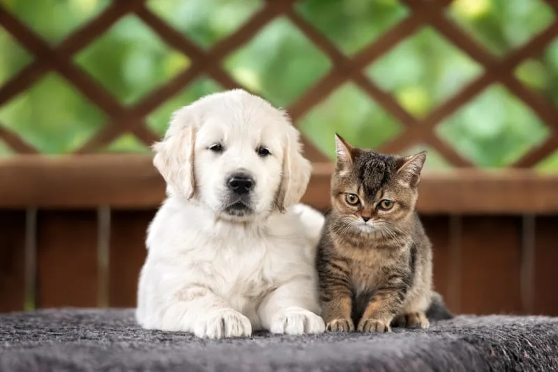 How long does spaying take?