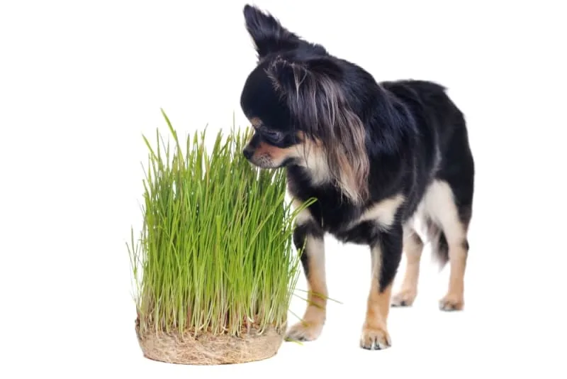 Why Dogs Eat Grass