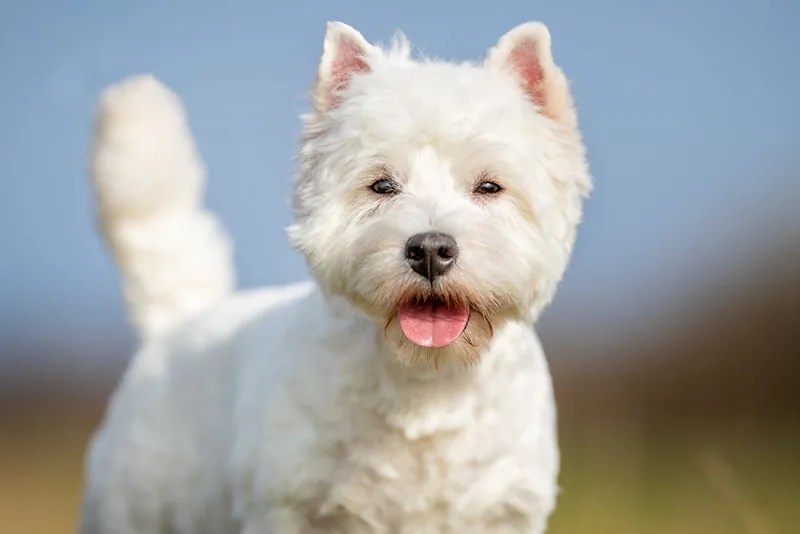Can a dog recover from IVDD without surgery?