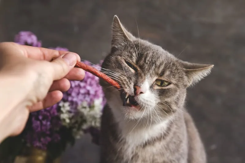Stomatitis in Cats