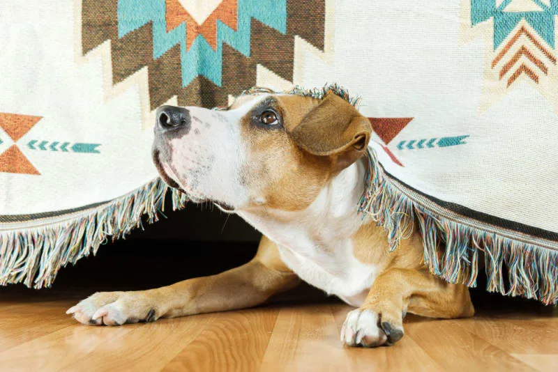 Anxiety & Depression in Dogs: Causes, Symptoms & How To Help
