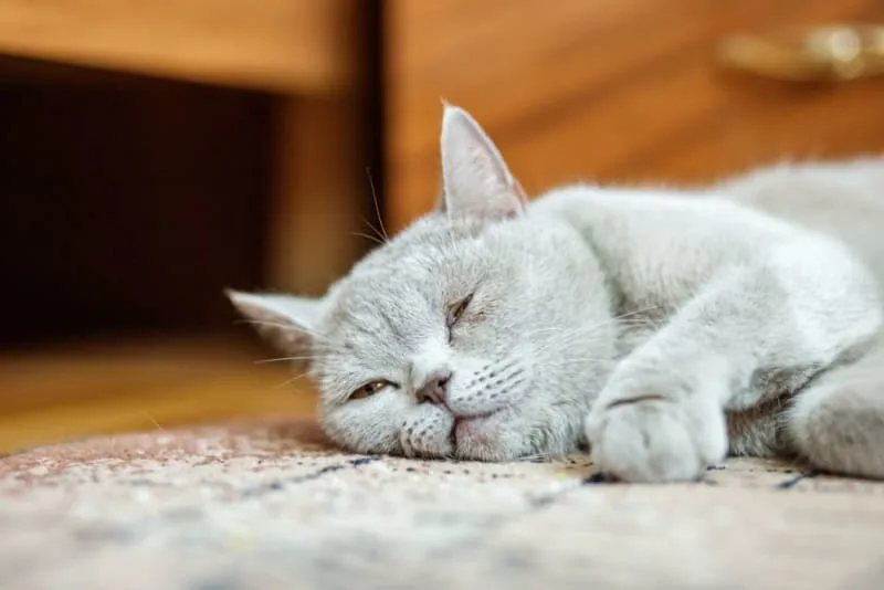Rabies in Cats: Symptoms, Causes, Diagnosis, & Treatment