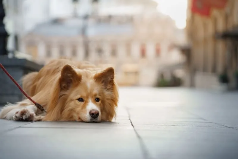 Excessive Panting in Dogs