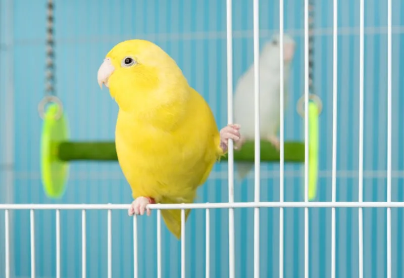 Best Birds for First Time Bird Owners