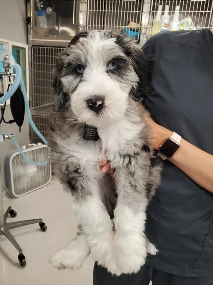 Geriatric Dog Care at Goleta Airport Pet Hospital