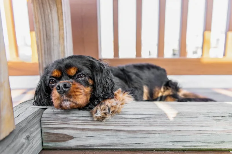 My dog can't stand and keeps falling! What should I do?