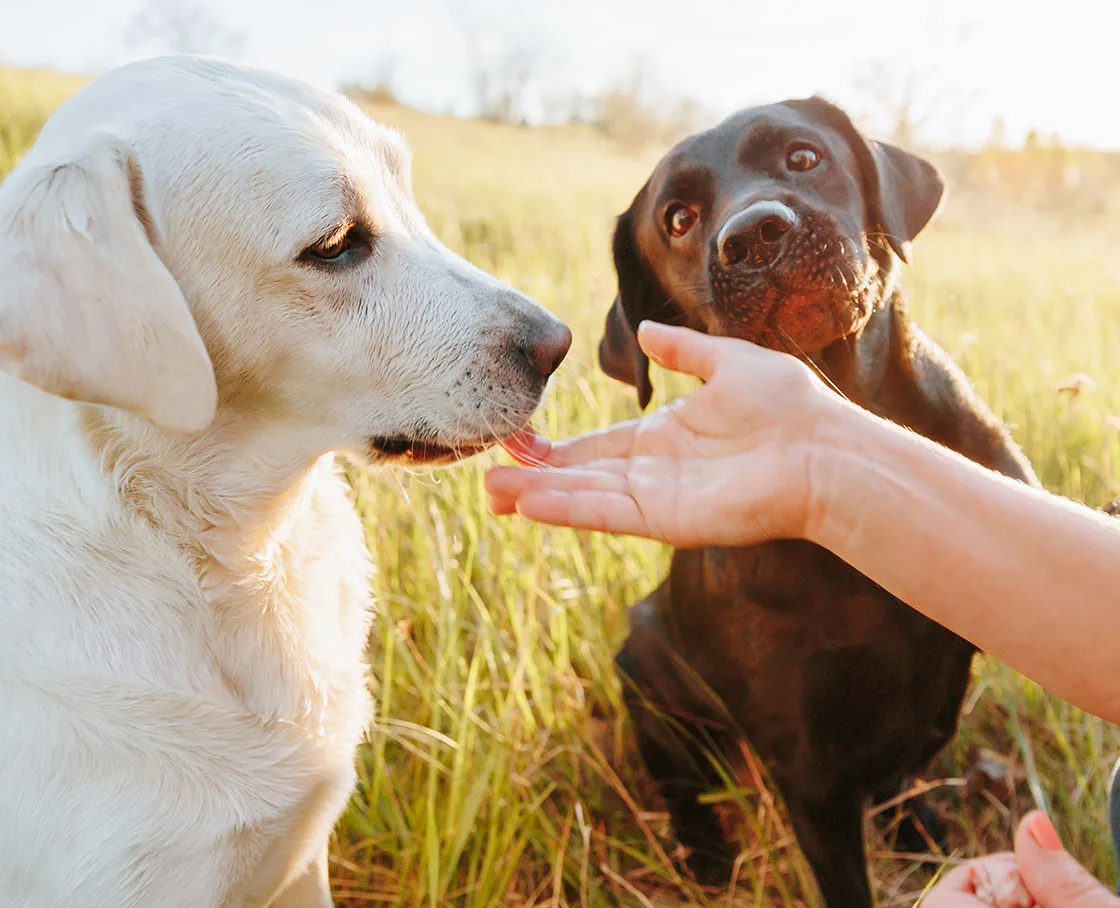 white lab and chocolate lab sniffing palm in park at dusk