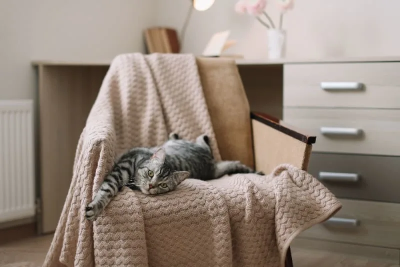 Rabies in Cats