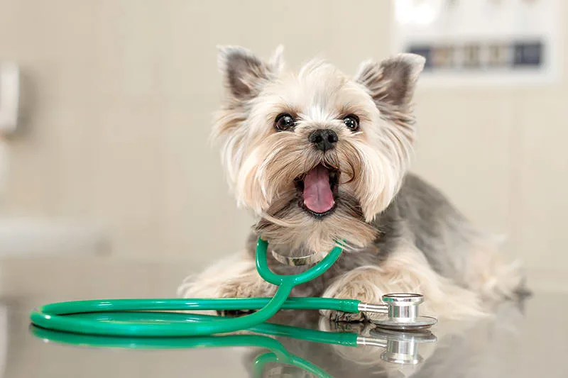 What is an AAHA Accredited Animal Hospital?