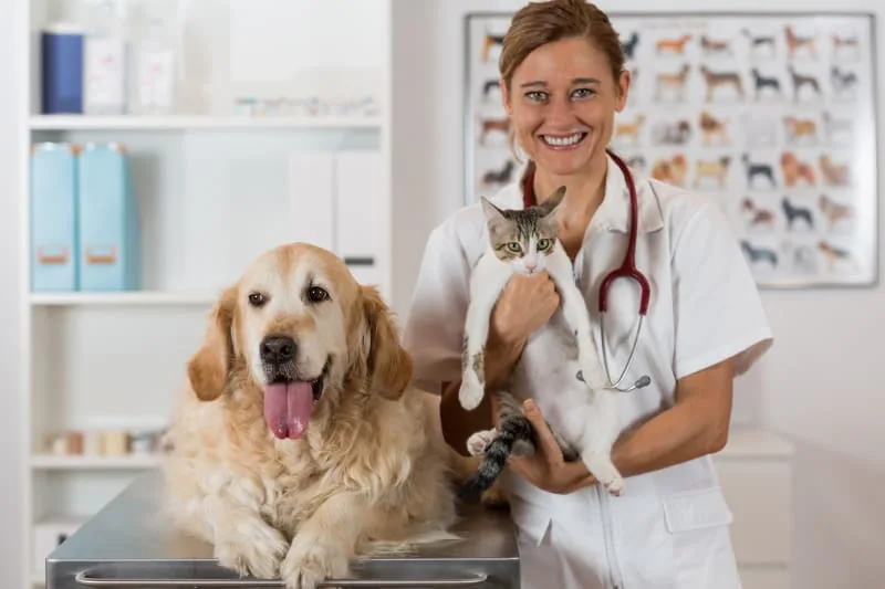 The Importance of Routine Vet Checkups