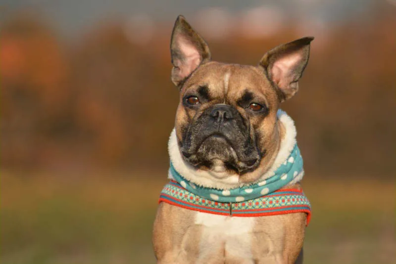 Symptoms of Ehrlichiosis in Dogs: What To Watch For