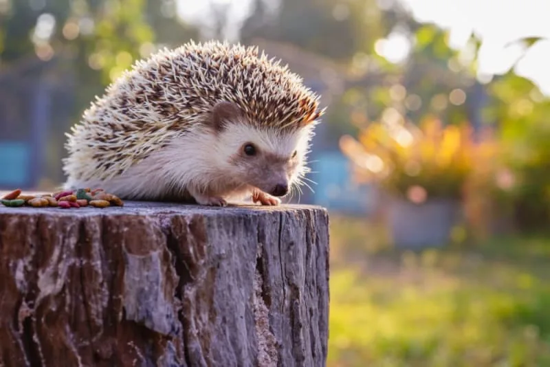 Hedgehog Facts You Should Know