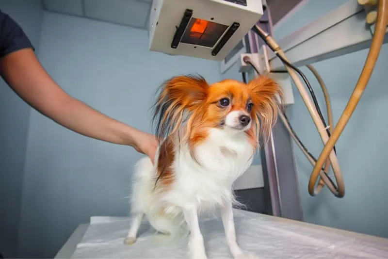 X-Rays for Dogs