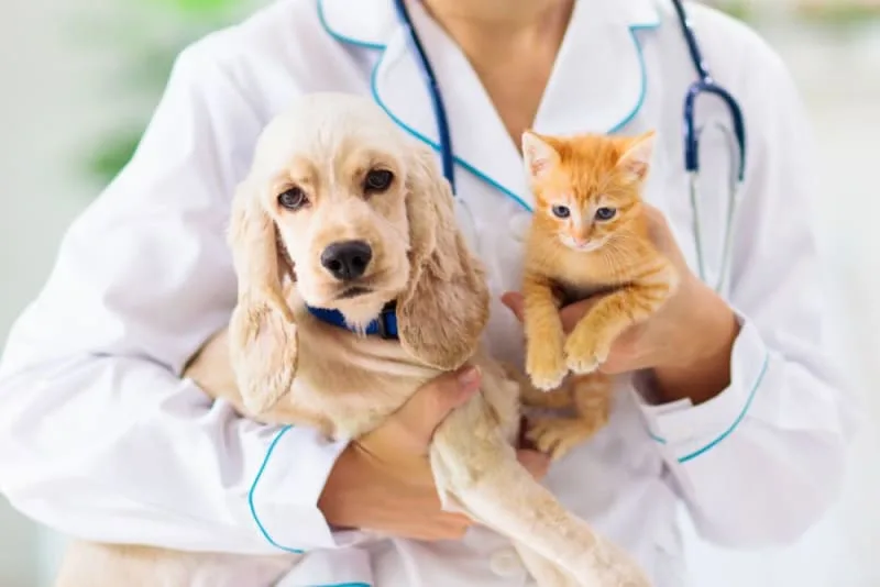 Signs Your Pet Needs Emergency Care & What to Do
