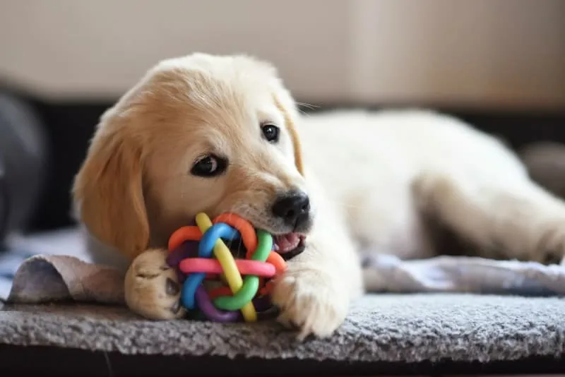 Teething Puppies: Tips & Tricks