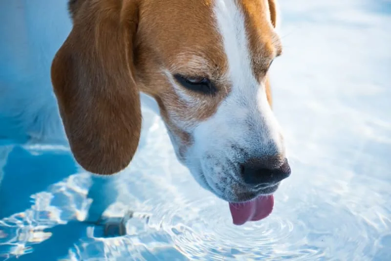 Fever in Dogs