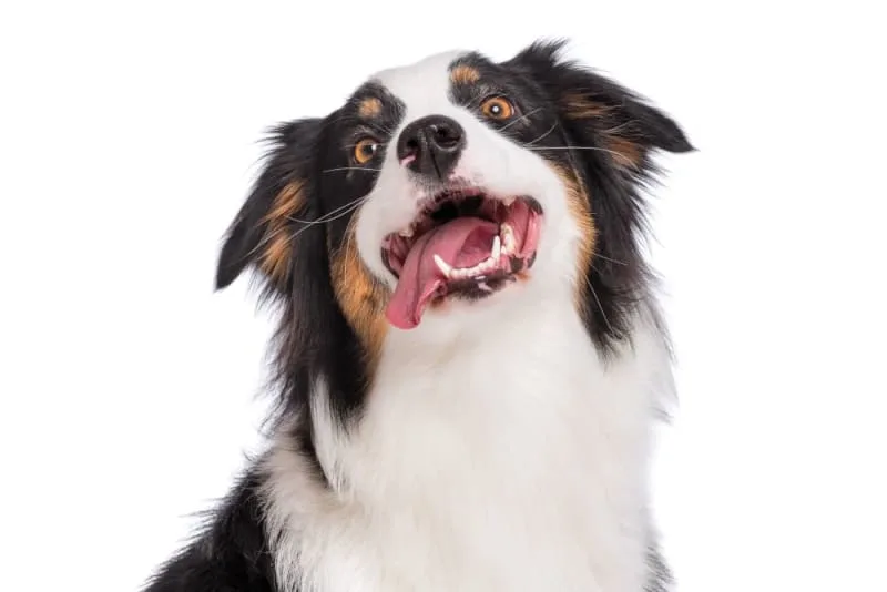 How Plaque & Tartar Forms In Dogs