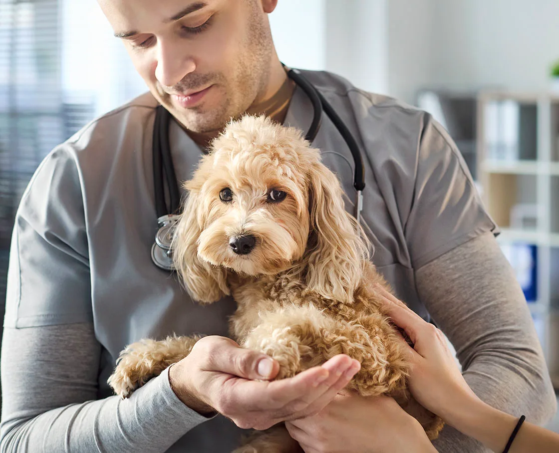 Veterinarian holds dog as owner observes checkup