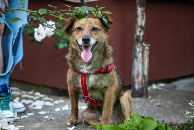 Dog Boarding: What To Look For When Boarding Your Dog