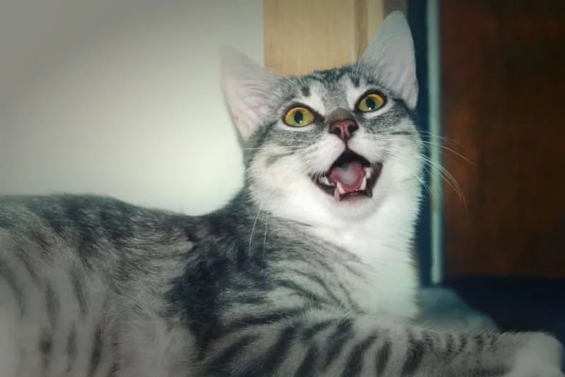 Why Does My Cat's Breath Smell Bad?