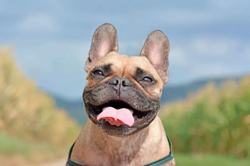 About Tick-Borne Diseases in Dogs