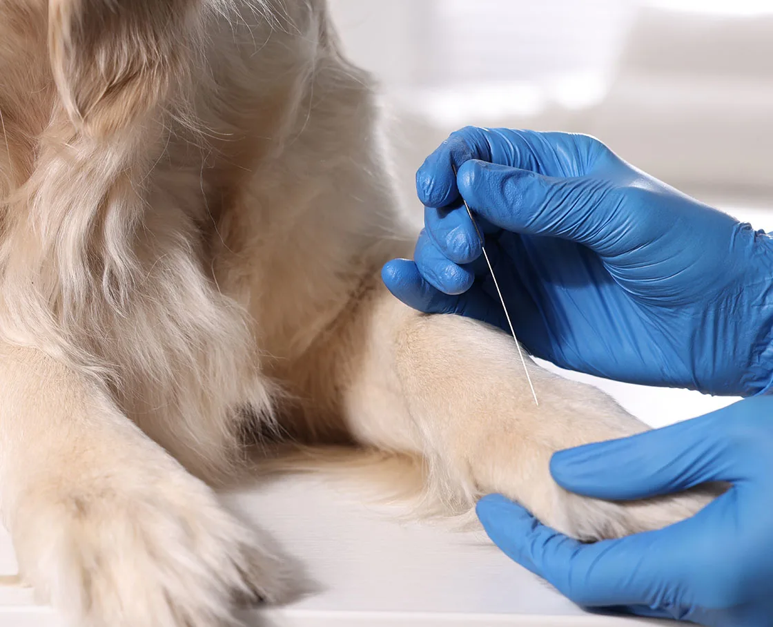 english cream with acupuncture needle in paw