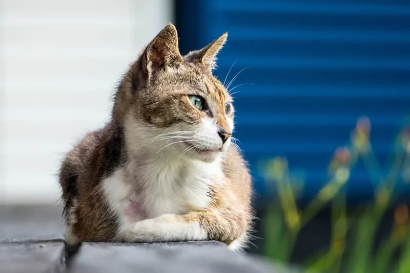 Probiotics For Cats