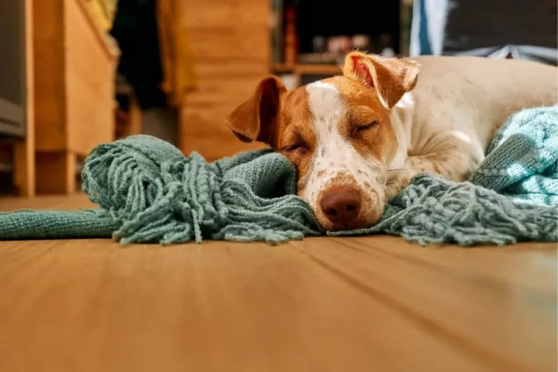 What is Anemia in Dogs & What To Look For