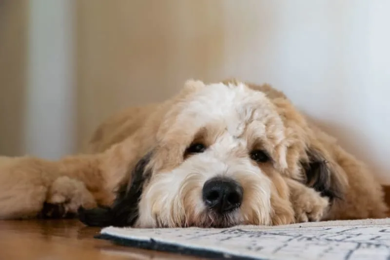 Tick-Borne Disease in Dogs: Symptoms & Treatments