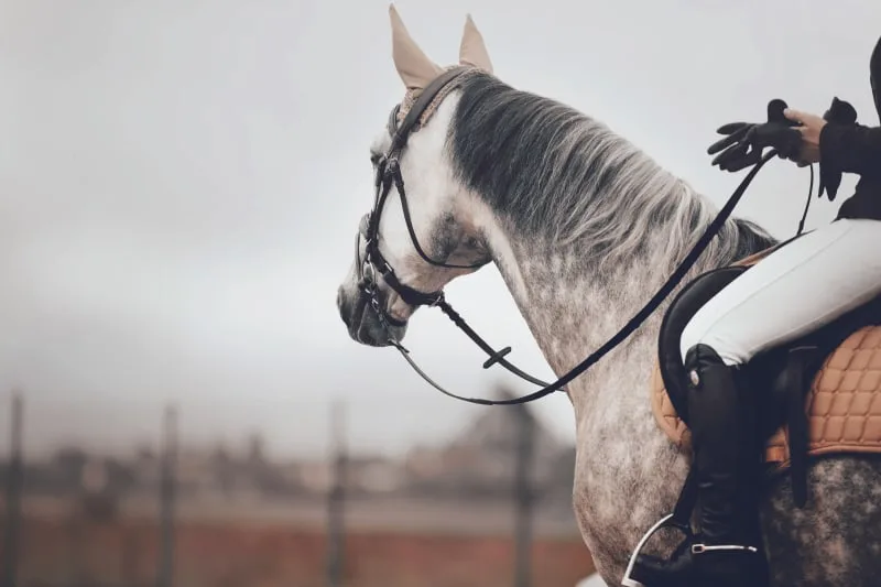 Easy to Follow Horse Care Checklist