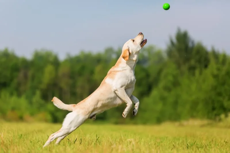 Hip Dysplasia & Surgery in Dogs