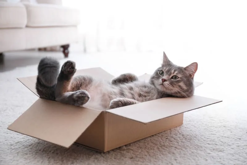 How Long Can You Leave A Cat Home Alone?