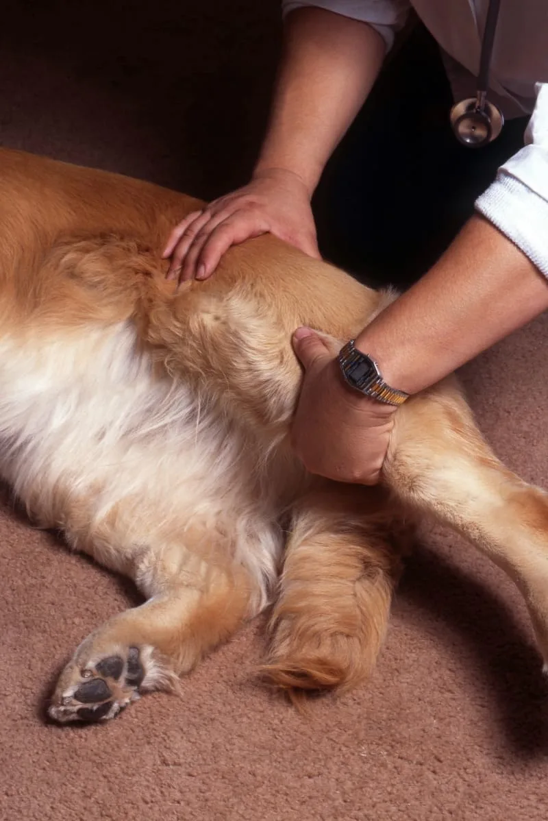 Dog Joint Pain: Signs and Symptoms