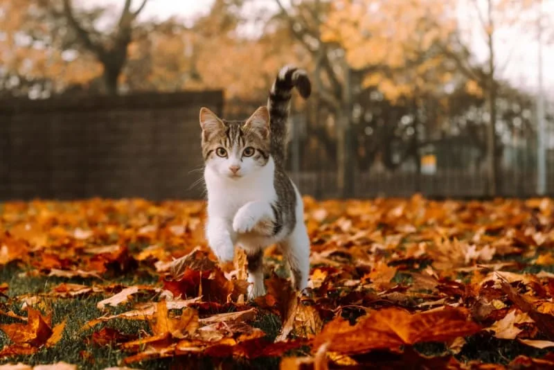 What Vaccines Does My Outdoor Cat Need?