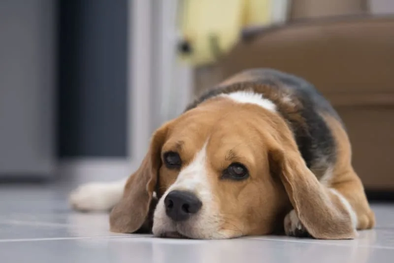 Hookworm in Dogs: Signs, Treatment & Prevention